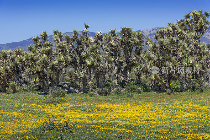 兰开斯特山谷中被金矿包围的Joshua Trees